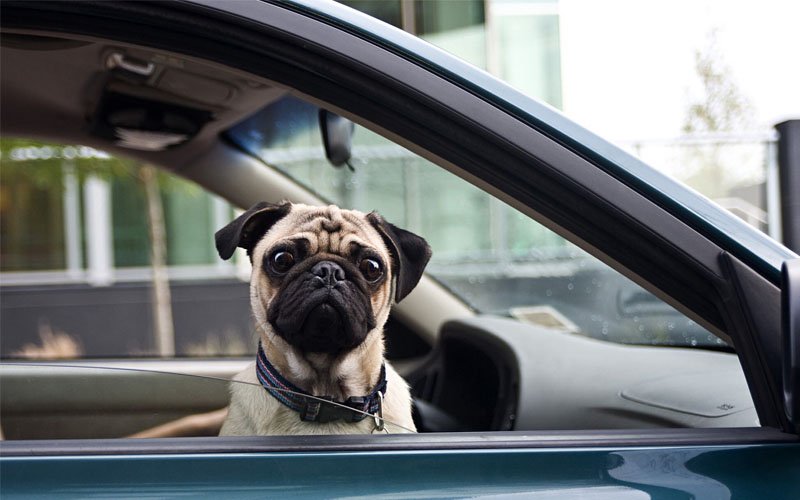 Imagem de Posso levar animais no Uber? – Descubra as diretrizes para o transporte de animais de estimação