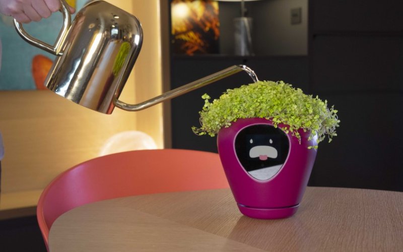 Lua: Vaso de Plantas inteligente te alerta sobre as necessidades da sua Planta