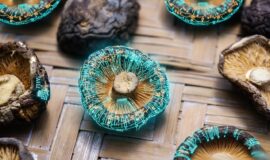 Imagem de Computador é feito de fungos de cogumelo shiitake na Universidade de Ohio com chips de memória que chegam a 6 GHz