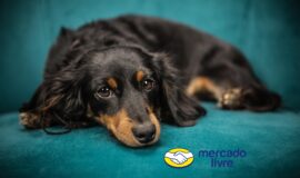 Imagem de Bom pra cachorro: Mercado Livre libera Cupom 15% OFF em produtos pet por tempo limitado só hoje