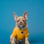 Economia para o seu pet: iFood ativa novo cupom de R$ 10 OFF em Pet Shops hoje